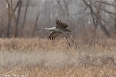 D6S_6221.JPG