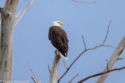 Z9I_3460.JPG