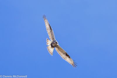 Z9I_4311-Edit.JPG