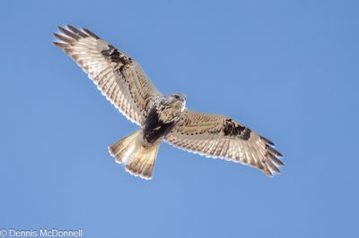 Z9I_4883-Edit.JPG