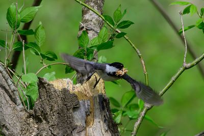 Z8Z_6372-Edit.JPG