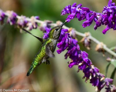 DSC_3767.jpg