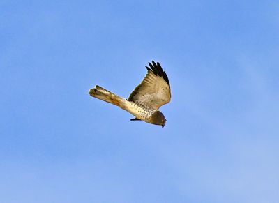 Z9I_6109-2.JPG