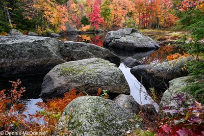 Z63_0703.JPG