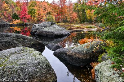 Z63_0704.JPG