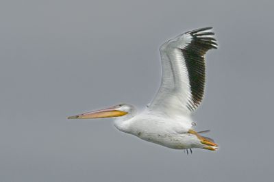 Z63_1034.JPG
