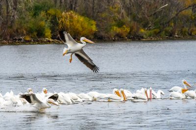 Z63_1109.JPG