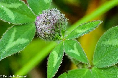 Z8Z_2484-Edit-Edit - Copy.JPG