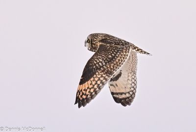 Z9I_0371-Edit.JPG