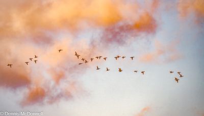 Z9I_1084-Edit.JPG