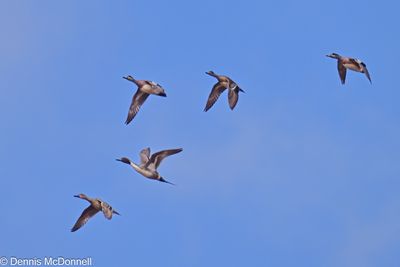 Z9I_2080-Edit.JPG