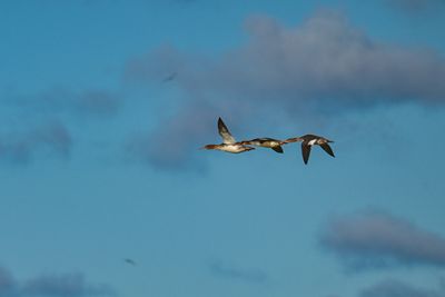 Z9I_8265.JPG