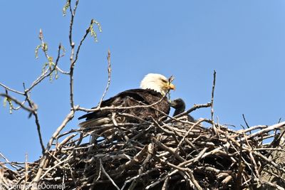Z63_2892.JPG