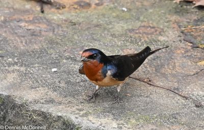 Z63_2906.JPG