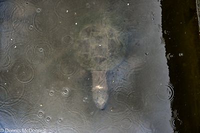 Z63_2917.JPG