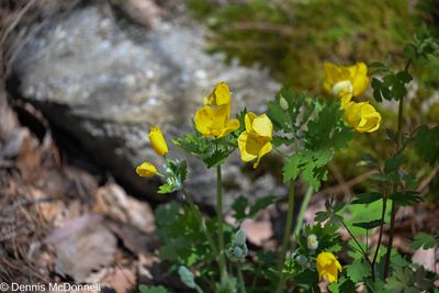 Z63_2918.JPG