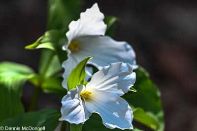 Z63_2927.JPG