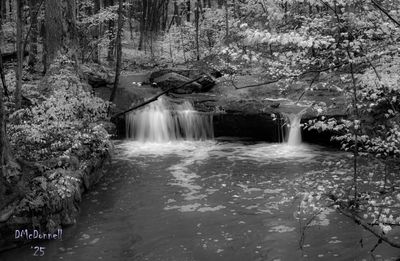 Z63_3229.JPG