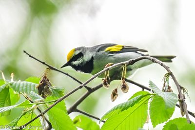 Z9I_5147-Edit.JPG
