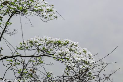 Z9I_5171.JPG