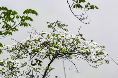 Z9I_5173.JPG