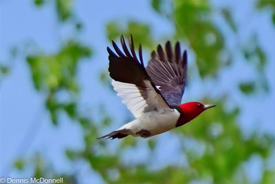 Z9I_5660-Edit.JPG