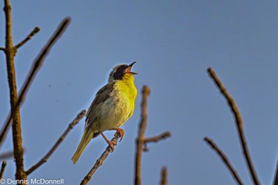 Z9I_0939.JPG