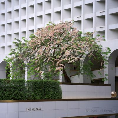 節果決明古樹
