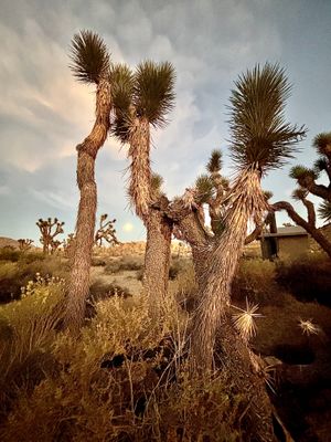 Joshua Tree