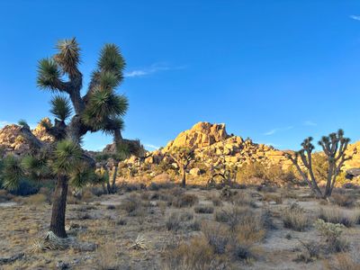 joshua_tree_national_park