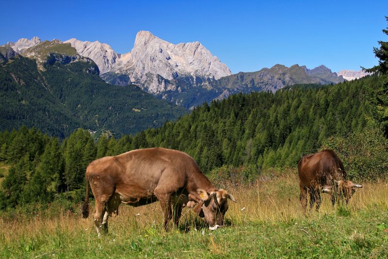 pasture # 2