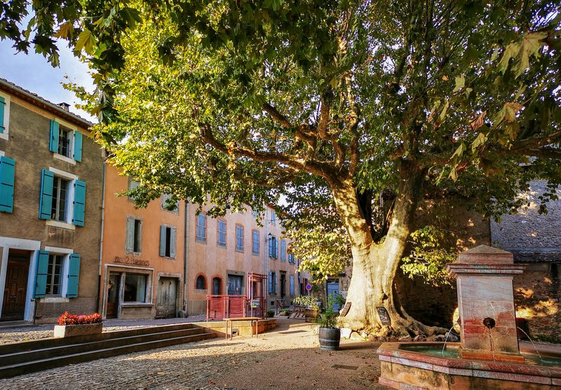 Caunes Minervois, le grand platane.