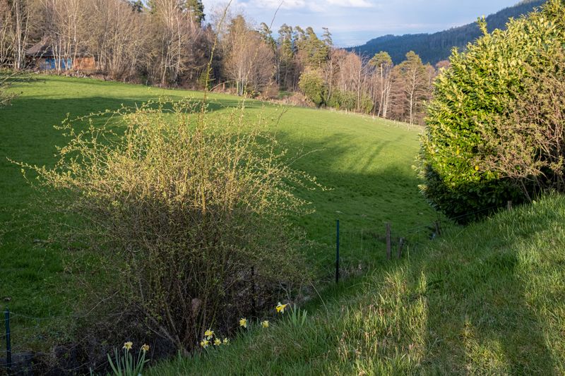 our new home,
some daffodils in my garden at 850 meters above sea level