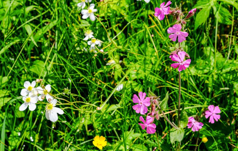 meadow flowers