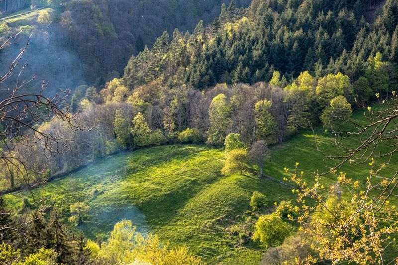 la forêt de Fréland