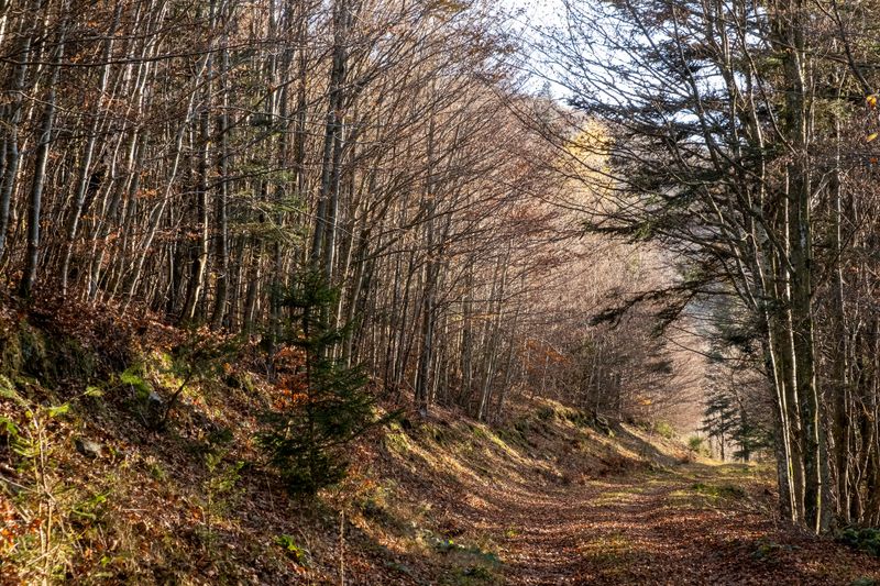 la forêt de Schnepfenried