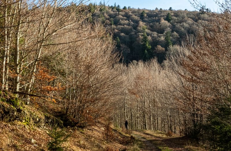 la forêt de Schnepfenried - 2