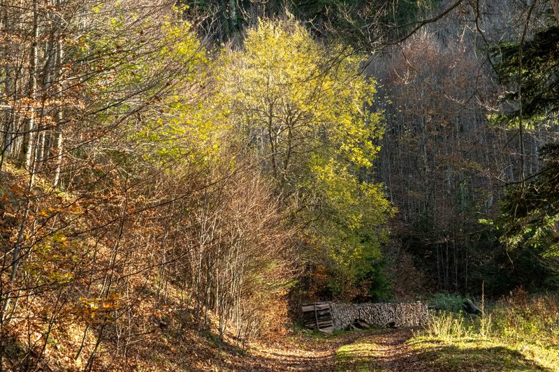 la forêt du Schnepfenried - 3