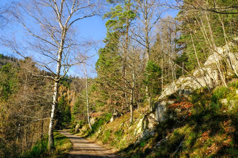 la forêt de Fréland