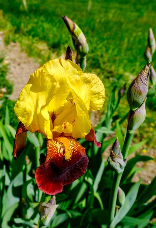 iris germanica