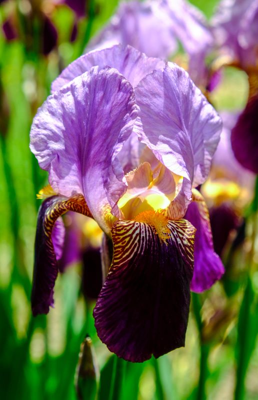 iris mauve