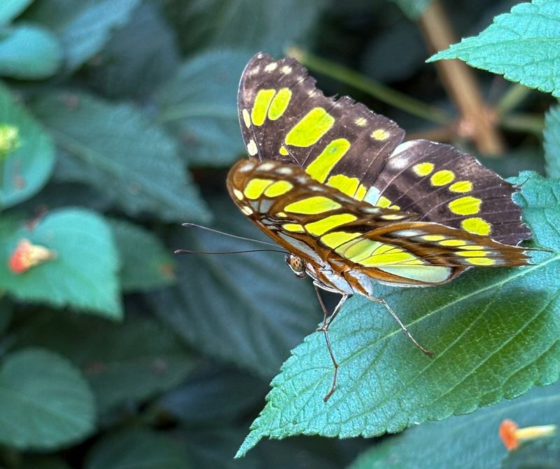 La serre aux papillons - Butterflies garden