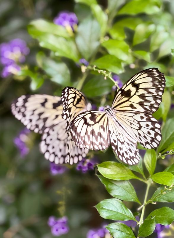 la serre aux papillons
