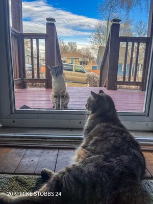 Nova watches a new visitor. 