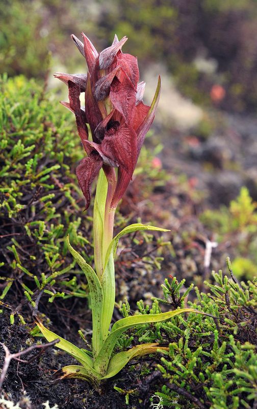 Serapias cordigera.jpg