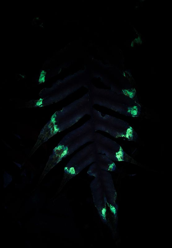 Fern.jpg