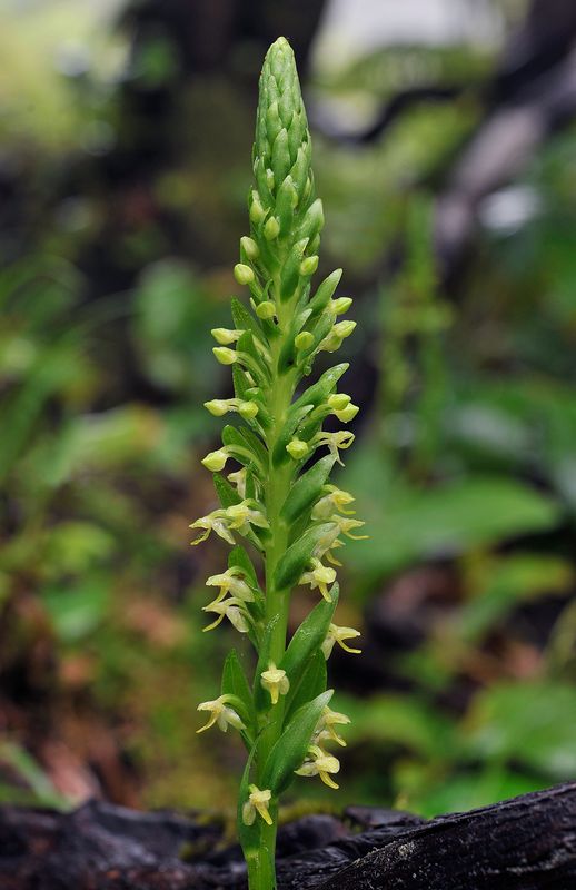 Platanthera micrantha. Closer.2.jpg