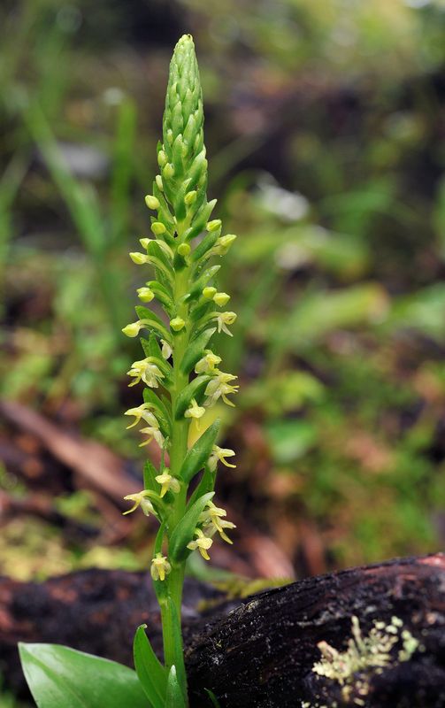 Platanthera micrantha. Closer.jpg