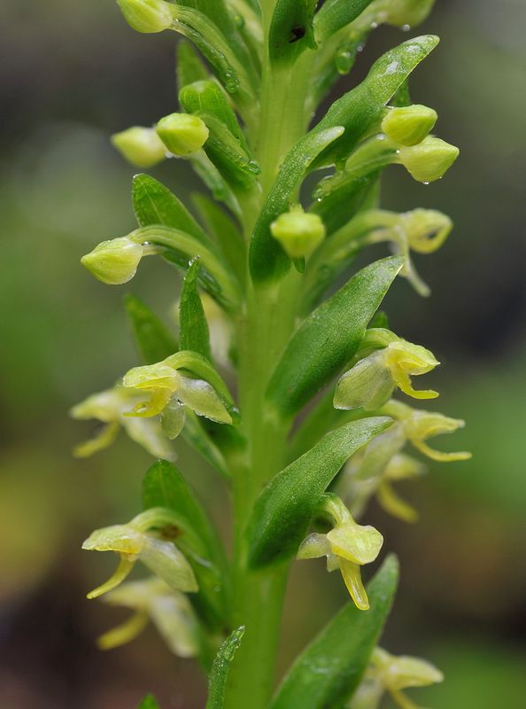 Platanthera micrantha. Close-up.jpg