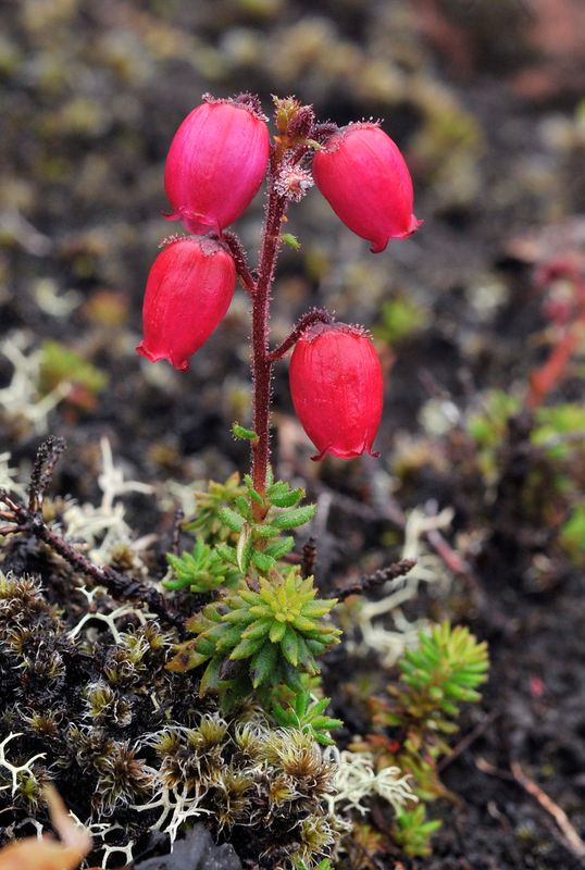 Daboecia azorica. red.jpg